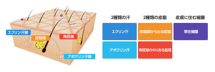 体臭が発生するメカニズムを知る