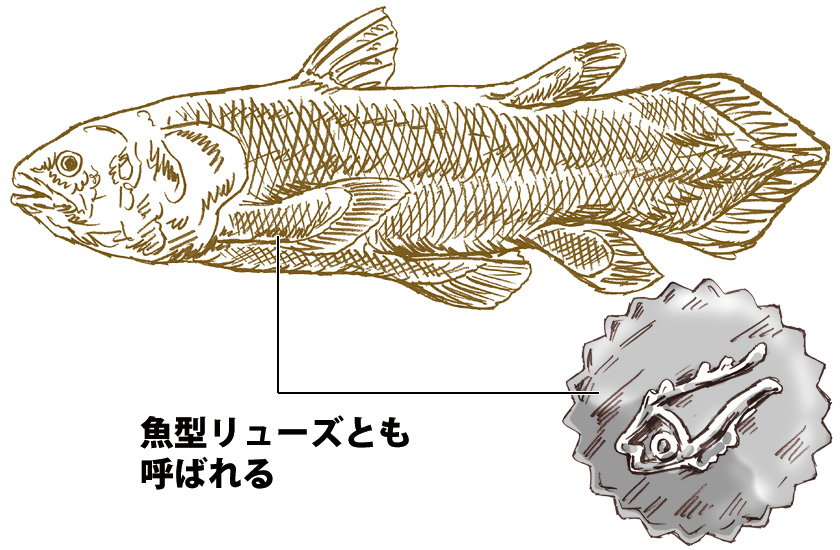 防水性能の証シーラカンスリューズ