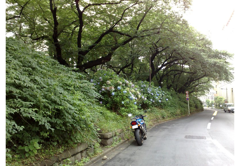 市ヶ谷から四谷に抜ける道に紫陽花が咲いている