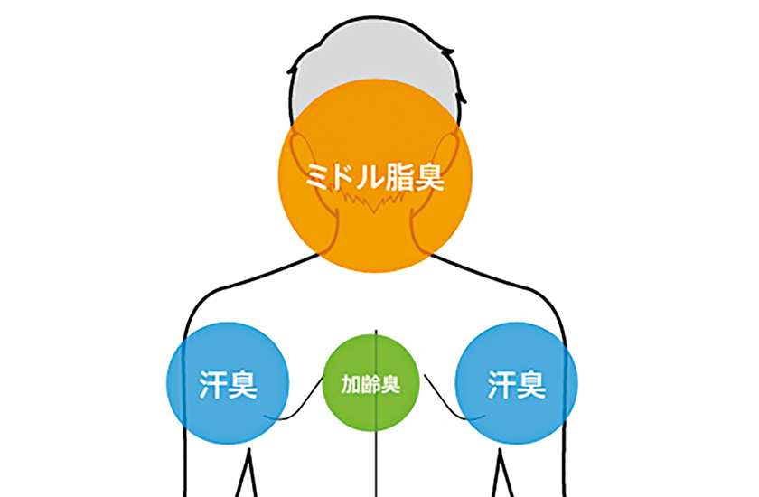 ミドル脂臭　図解