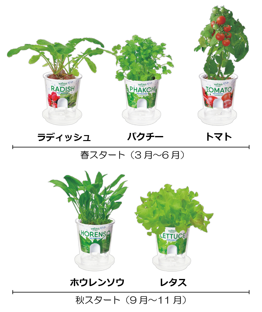 SEISHIN TOUGEI 聖新陶芸 Fresh Feel