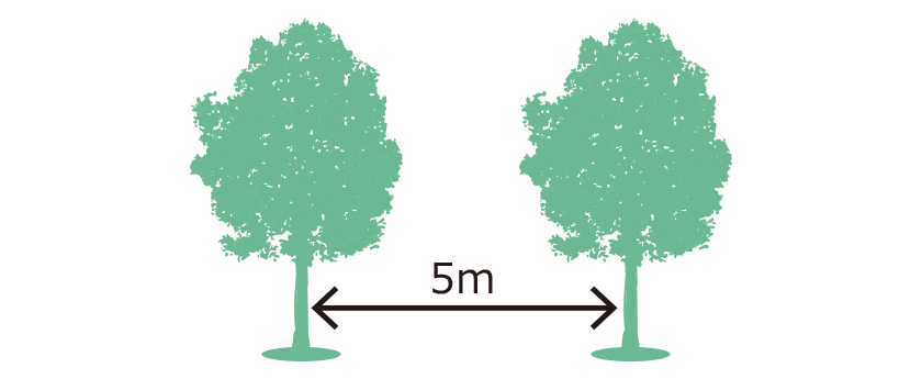 木と木の間隔は約5m