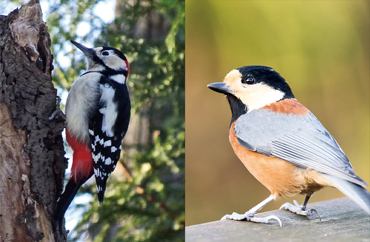 都市公園でも20種弱も観られる!? バードウォッチングで野鳥を激撮！