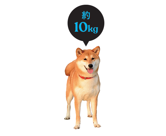 柴犬は約10kg