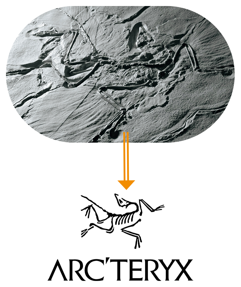 ロゴの元となった始祖鳥の化石