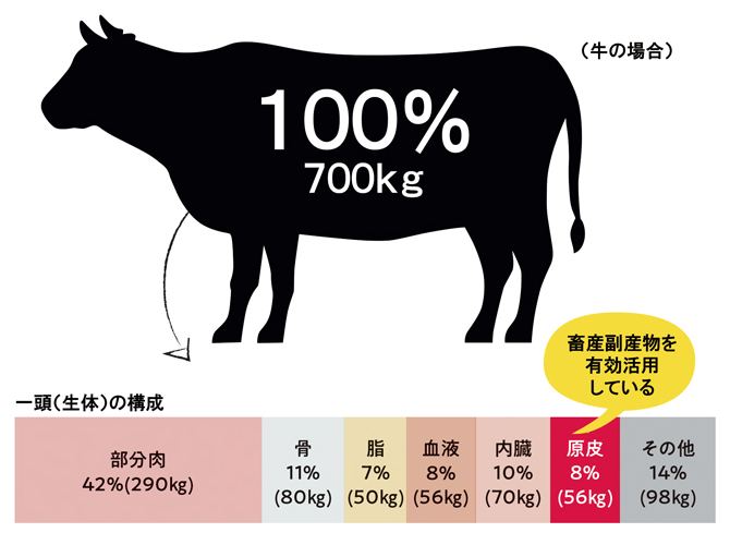 動物の皮を利用 牛の場合