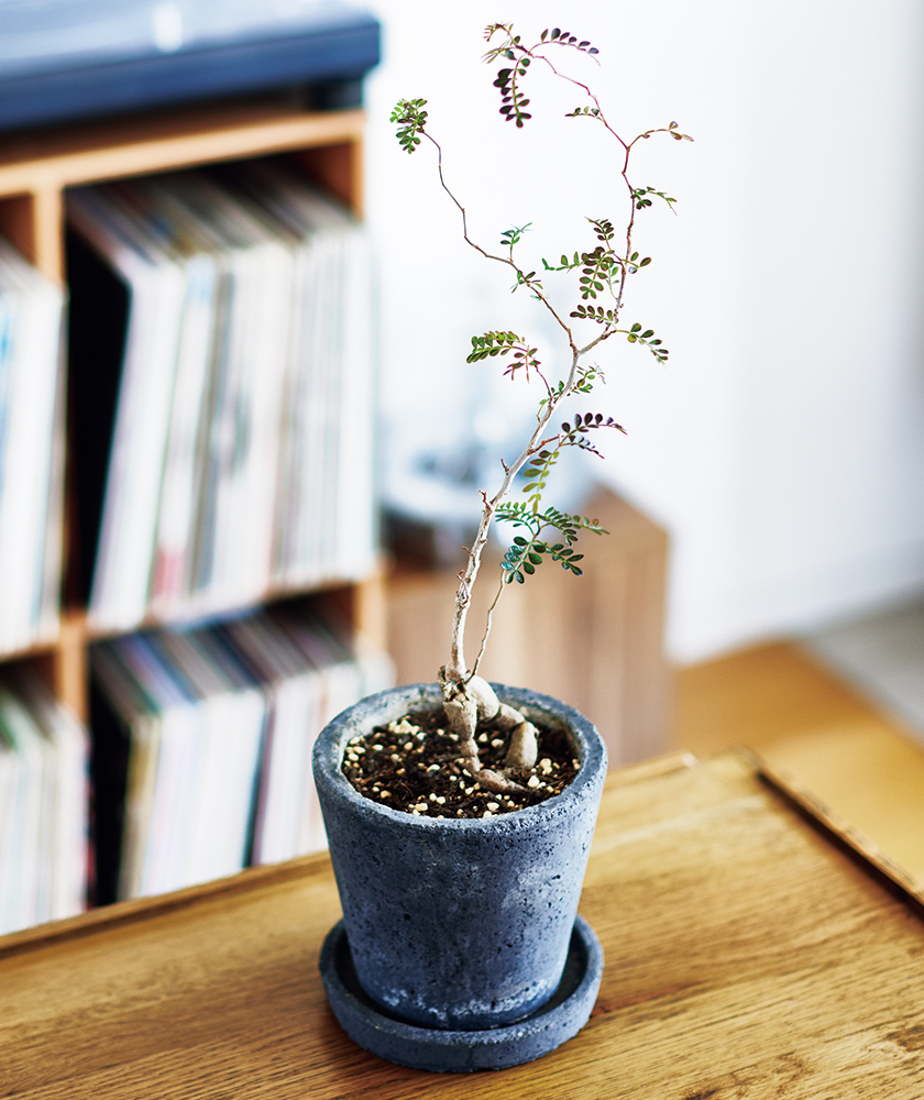 塊根植物 オペルクリカリア パキプス