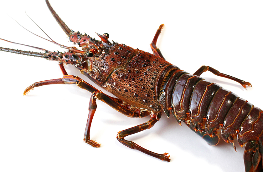 浅野水産 伊勢海老 1kg