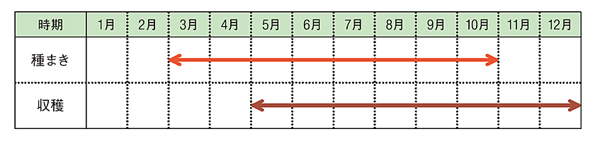 チンゲンサイ