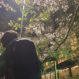 市ヶ谷の夜桜