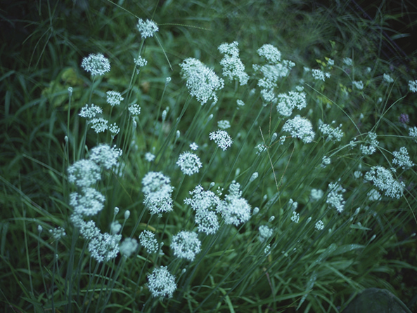 ニラの花