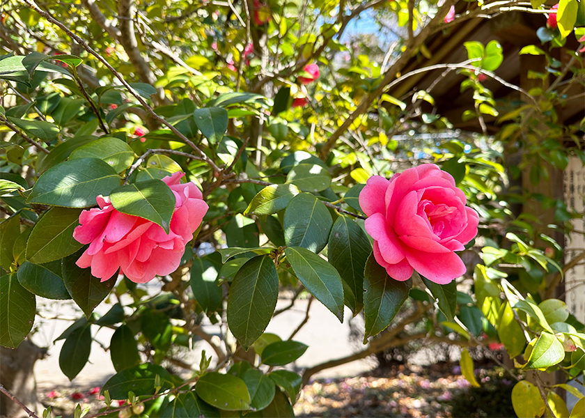 町田薬師池公園の椿の花