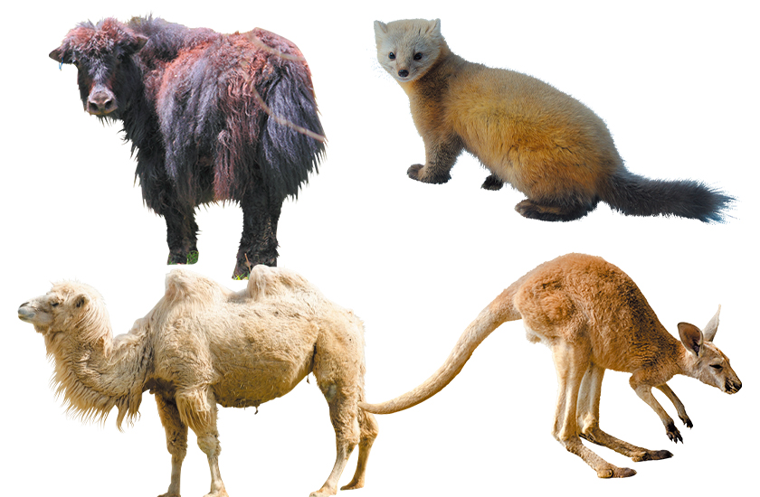 アジア・オセアニアのレア＆絶滅危惧マテリアル