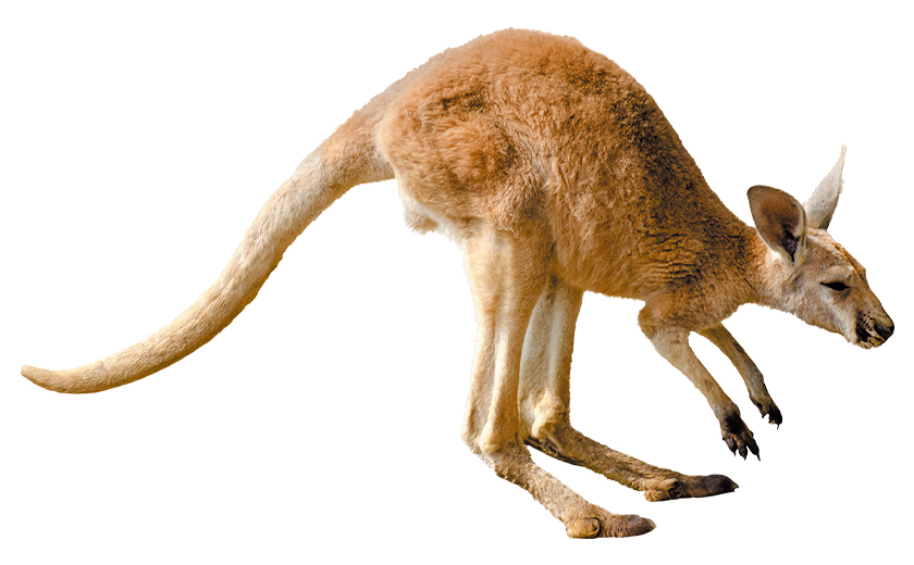 カンガルー