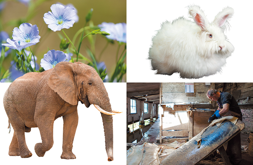 ヨーロッパ・アフリカのレア＆絶滅危惧マテリアル