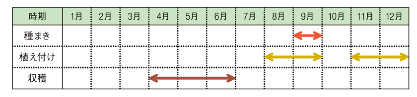 赤玉ねぎ