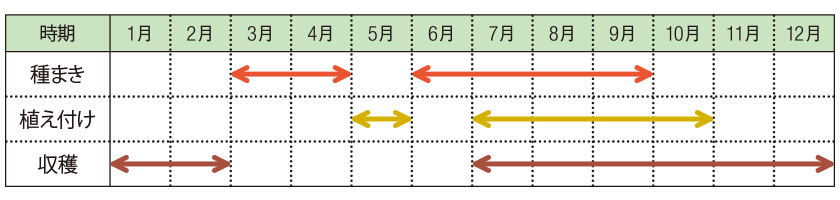 ケール BRASSICA OLERACEA VAR, ACEPHALA スケジュール
