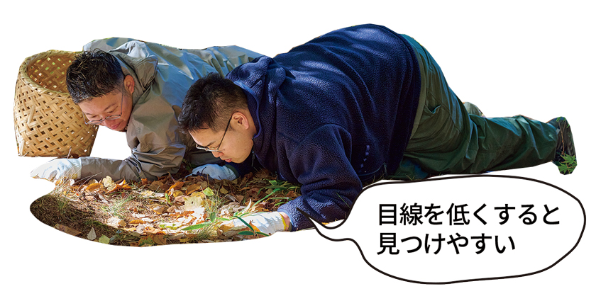 ワニポーズ