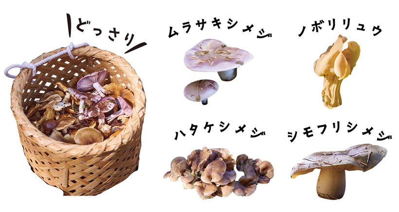 キノコ