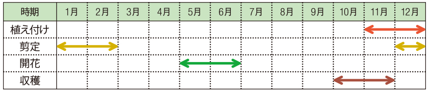 カキ