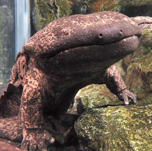 オオサンショウウオ