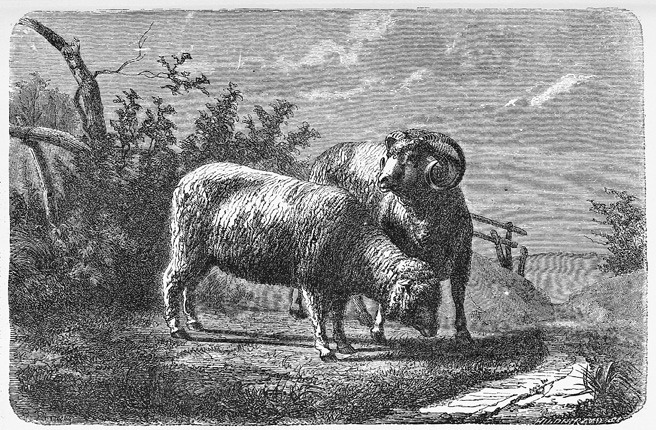 人より羊が多い国