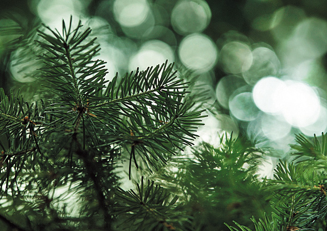 香のコンセプトは湖畔の林に吹く風