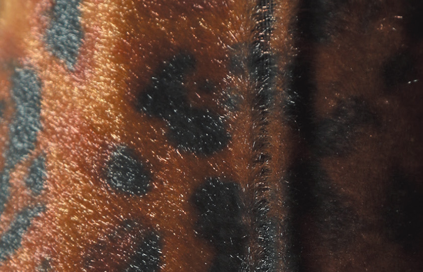 エンジニアド ガーメンツ × ターバス ワンダラー